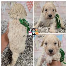 REMI - F1 English Goldendoodle - OFA-Genetics-2 Year Warranty. Apple Creek Doodles - Since 2004. - Cream male Goldendoodle puppy in Jeddo, Michigan from Apple Creek Doodles
