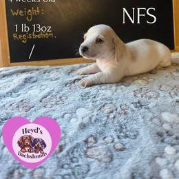 Piglet - Piebald female Dachshund puppy in Hoquiam, Washington from Heyd's Mini Dachshunds