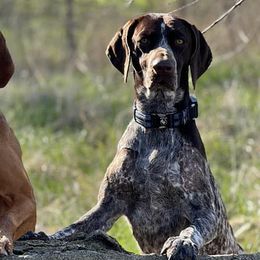 German Shorthaired Pointers from Donna's German Shorthaired Pointers