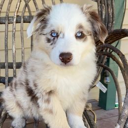 Australian Shepherds, Miniature Australian Shepherds, and Toy Australian Shepherds from Bit O' Bliss Aussies LLC
