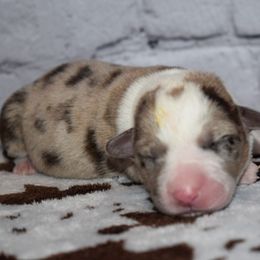 Mickey - Brindle merle and white male Cardigan Welsh Corgi puppy in Rigby, Idaho from Star N Cardigan Corgis