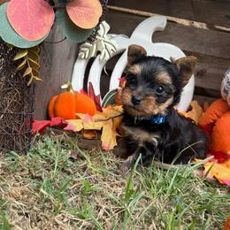 Rowdy - Black and gold male Shorkie puppy in Atoka, Oklahoma from Boggy Depot Cavaliers & Friends