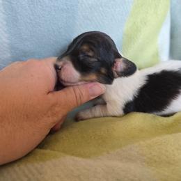 Sable Pie - Sable male Dachshund puppy in Great Falls, Montana from Green Dragon Kennel