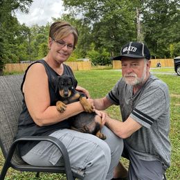 Doberman Pinscher Puppies from Ranchers Companion Doberman Kennel