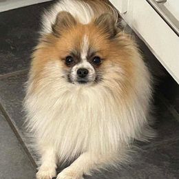 Liam - Cream sable parti male Pomeranian puppy in Douglas, Massachusetts from Country Oak Poms LLC