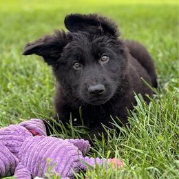 All black - Black male German Shepherd puppy in Osco, Illinois from Sonnenhügel Kennel, LLC