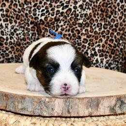 Hank - White and tan male Russell Terrier puppy in Viper, Kentucky from Mountain Top