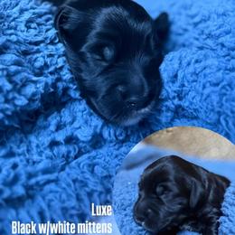 Luxe - Black male Goldendoodle puppy in Pine Grove, California from Lundee Doodles