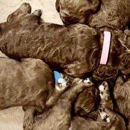 Poodles from Renegade Standard Poodles