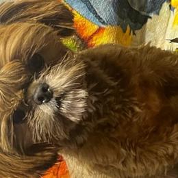 Mollie - Shih Tzu