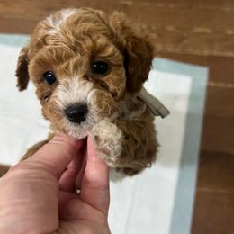 Girl 1 white collar - Red  female Poodle puppy in Johnson City, Tennessee from Northeast TN Standard and Mini/Toy Poodles