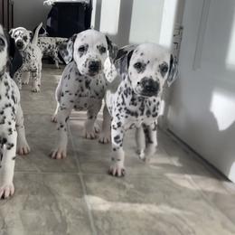 Dalmatian Puppies from Dalmatian Vacation