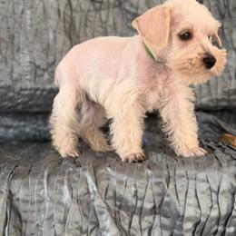 Lily - White female Miniature Schnauzer puppy in Moreauville, Louisiana from Bayou Schnauz and Dals