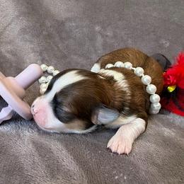 Chiquita - Black sabled fawn female Chihuahua puppy in Seneca, Missouri from Stephanie’s Puppy Colony