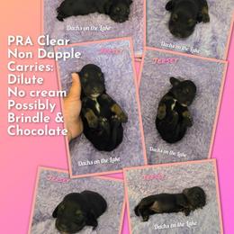 Jersey - Black and tan female Dachshund puppy in Grove, Oklahoma from Dachs on the lake