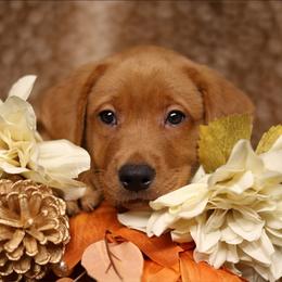Sitka - Yellow male Labrador Retriever puppy in Twin Falls, Idaho from Whispering White Pines Labradors
