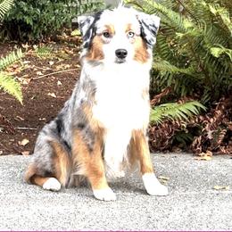 Shyann - Miniature American Shepherd
