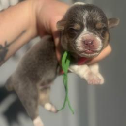 Harbor (green) - Blue male Pembroke Welsh Corgi puppy in East Oakdale, California from Rhettro Kennels