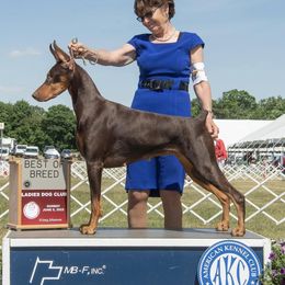 Kali - Doberman Pinscher