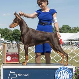 Kali - Doberman Pinscher