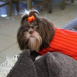Rosie - Shih Tzu