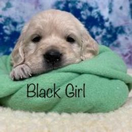 Golden Retriever Puppies from Dune Grass Goldens