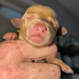 Boy 7 - Apricot male Goldendoodle puppy in Street, Maryland from Rocks & Roses Doodles