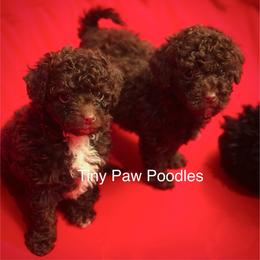 Poodle Puppies from Tiny Toy Poodles