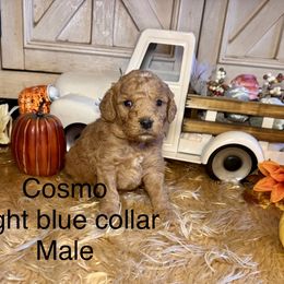 Cosmo - Red  male Goldendoodle puppy in North Branch, Michigan from Graceful Miniature Goldendoodles