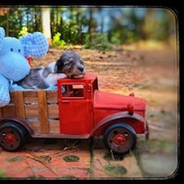 Male 1 - Dapple male Dachshund puppy in Brandon, Mississippi from Cane Creek Doxies