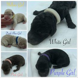 Bernedoodle and Goldendoodle Puppies from Bailey Mountain Doodles