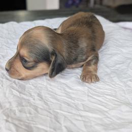 Stitch - Dapple male Dachshund puppy in Waddell, Arizona from The Bearded Companions