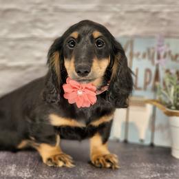 Dachshund Puppies from Madra's Dashing Doxies