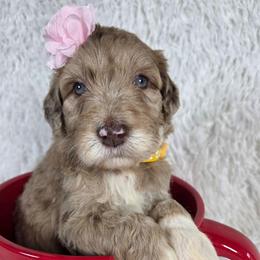 Ursa - Red merle female Aussiedoodle puppy in Haleyville, Alabama from The Cuddly Dood Ranch