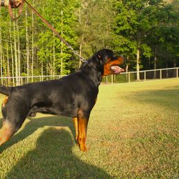 Cobe - Rottweiler
