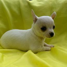 Olaf - White male Chihuahua puppy in Seneca, Missouri from Stephanie’s Puppy Colony