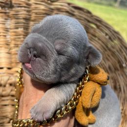 Sneezy - Blue fawn male French Bulldog puppy in Rathdrum, Idaho from Smart Pomskies and Frenchies