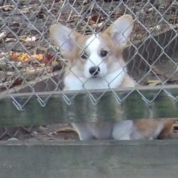 Pembroke Welsh Corgi Puppies from Let Alone Creek Farm Corgis