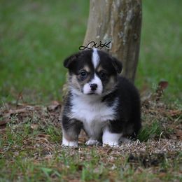 French Bulldog and Pembroke Welsh Corgi Puppies from Little Women's Frenchies & Corgis