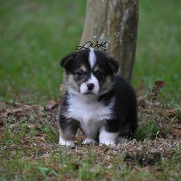 French Bulldog and Pembroke Welsh Corgi Puppies from Little Women's Frenchies & Corgis