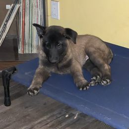 Belgian Malinois Puppies from MonStar Malinois