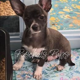 Thumper - Black and white male Chihuahua puppy in Bowdon, Georgia from Paschal's Pups