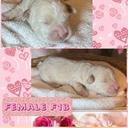 Betsy - Apricot female Goldendoodle puppy in North Branch, Michigan from Graceful Miniature Goldendoodles