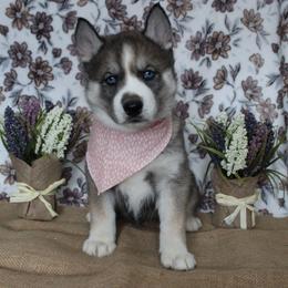Orange - Agouti and white female Siberian Husky puppy in York, Pennsylvania from Spalla Pups