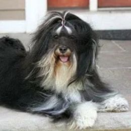 Havanese All Grown Up from Wyndward Havanese