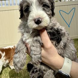 Bernedoodle, Cavalier King Charles Spaniel, and Poodle Puppies from Ellas.Pups (Bernedoodles & Cavapoos)