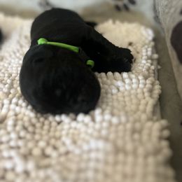Golden Retriever and Labrador Retriever Puppies from The Golden Leash Kennels