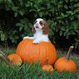 Cavalier King Charles Spaniel Puppies from Ohana Cavaliers