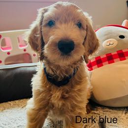 Boy 1 - male Goldendoodle puppy in Humble, Texas from Donna Bear and the Golden Doodles