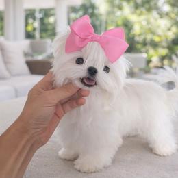 Tiny Baby 13 000 - White female Maltese puppy in Miami, Florida from Natalias Tiny Puppies